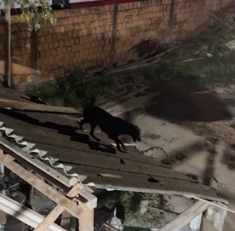 Foto: Reprodução/Redes Socias