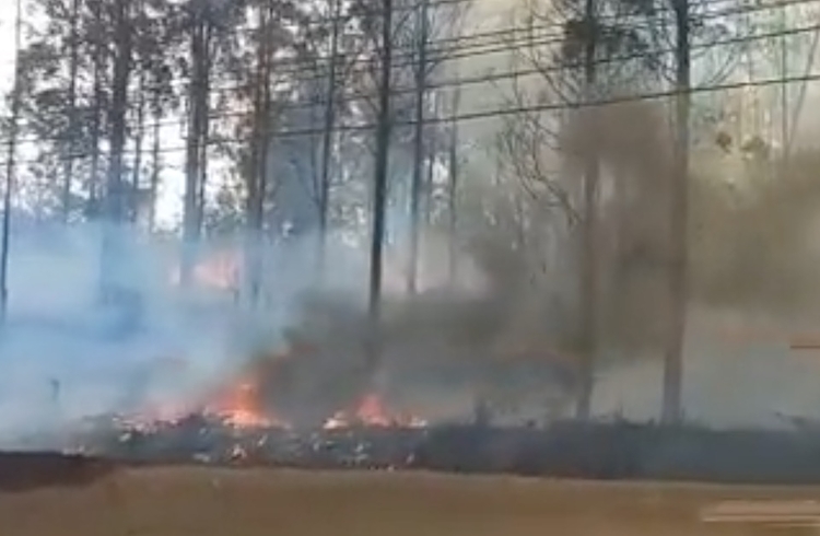 Aeronave caiu em área de vegetação - Imagem: Reprodução