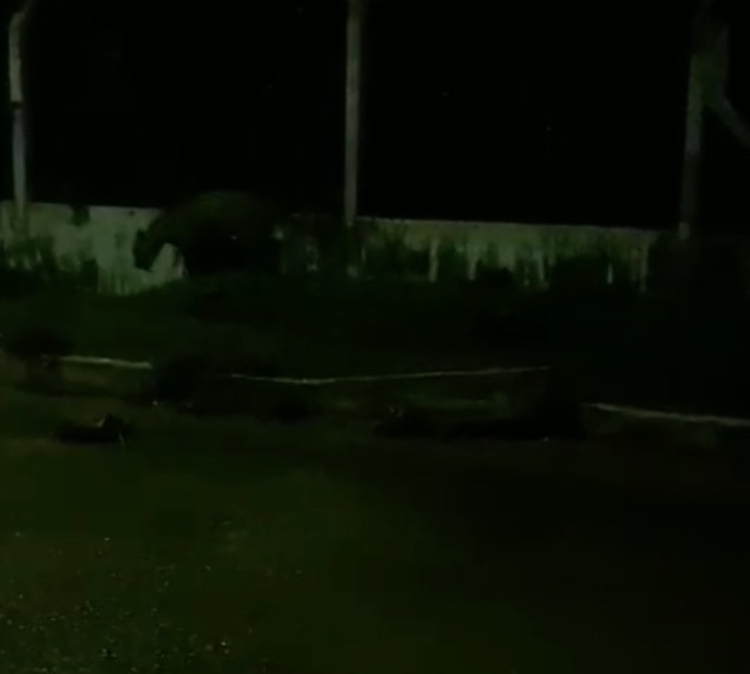 Onça foi flagrada em Tefé - Imagem: Reprodução