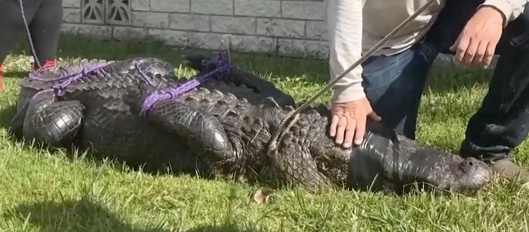 Animal foi capturado - Foto: Divulgação