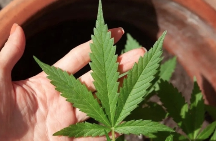 Foto: Reprodução/Pixabay