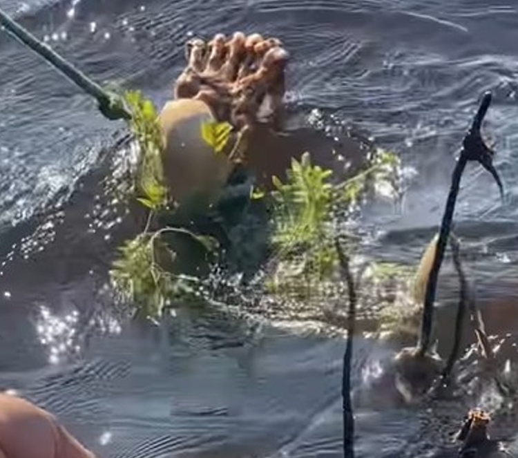 Foto: Reprodução Instagram