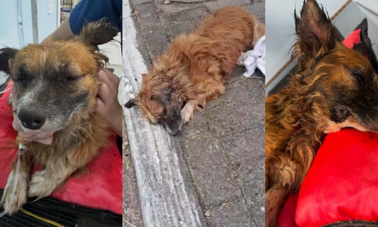 Foto: Reprodução/Redes Socias