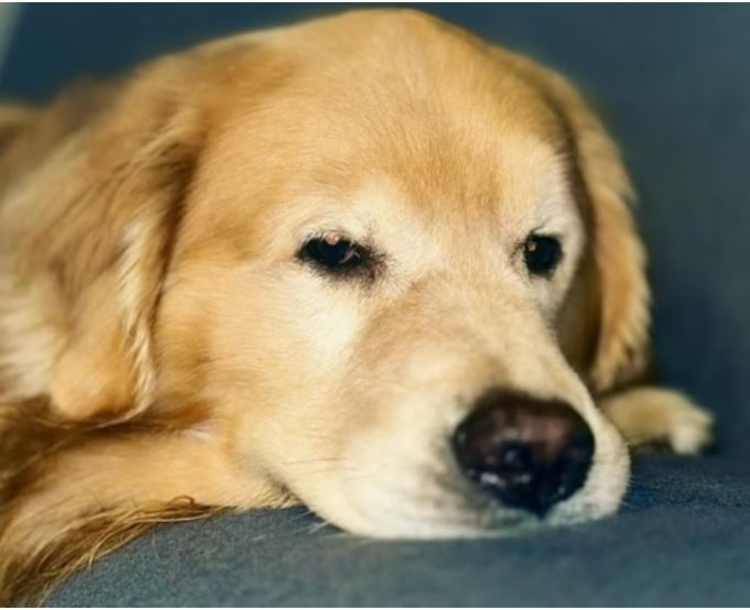 Joca tinha 5 anos - Foto: Divulgação 