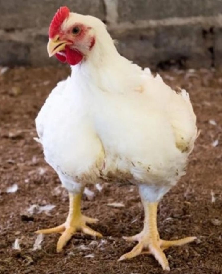 Foto: Chester vivo / Divulgação BRF