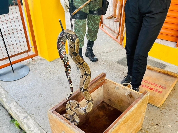 Animal estava no quinta de uma casa - Foto: Divulgação/PMAM