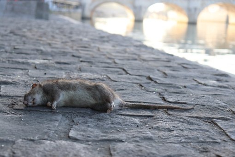 Nova York procura matador de ratos com salário de R$ 73,4 mil