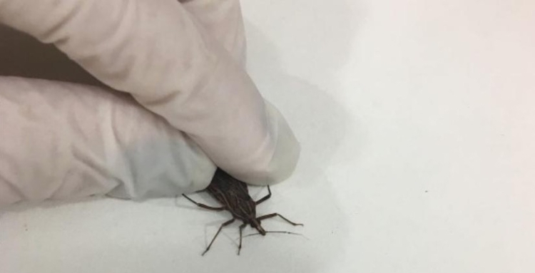 Quatro casos de doenças de chagas foram confirmados em Ipixuna - Foto: Reprodução