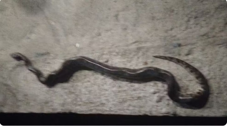 Foto: Reprodução / Jornal Meio Dia