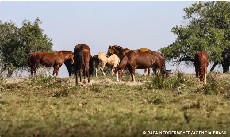 Doença é transmitida por mosquito e afeta humanos e equinos - Foto: Agência Brasil