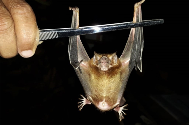 A espécie de morcegos hematófagos se alimenta de sangue, podendo atacar tanto animais, quanto humanos. Foto: Divulgação/ FVS