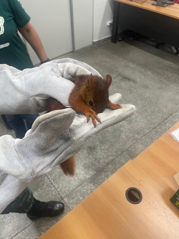 Foto: Divulgação/PMAM