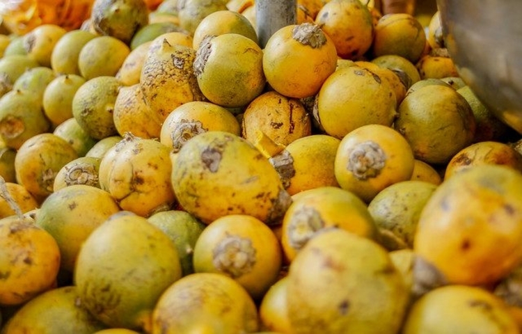 Tucumã é uma das frutas mais consumidas no Amazonas. Foto: Divulgação/ Adaf