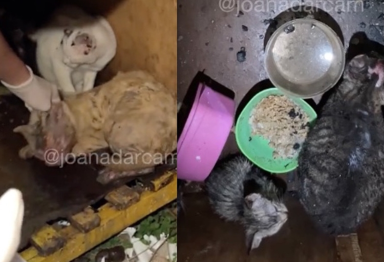 Gatos foram resgatados - Imagens: Joana D'Arc/Instagram