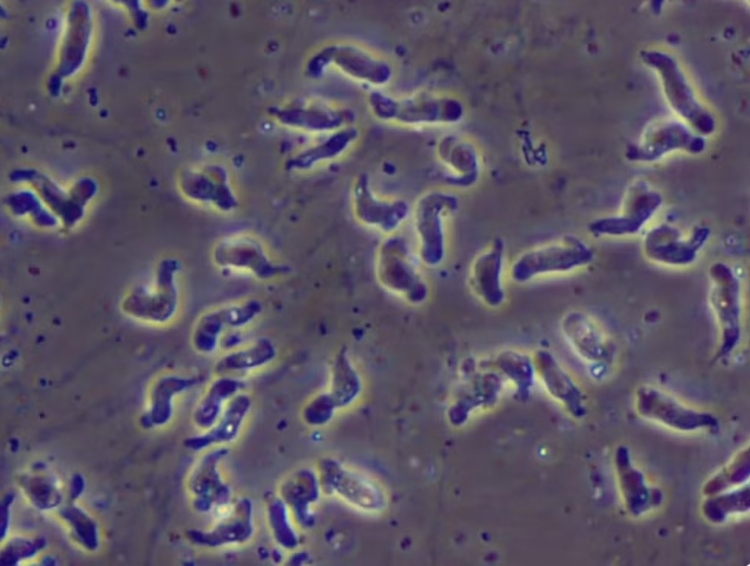 Foto: CDC/Divulgação