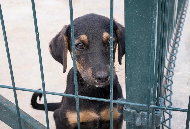 Foto: Reprodução/Freepik 