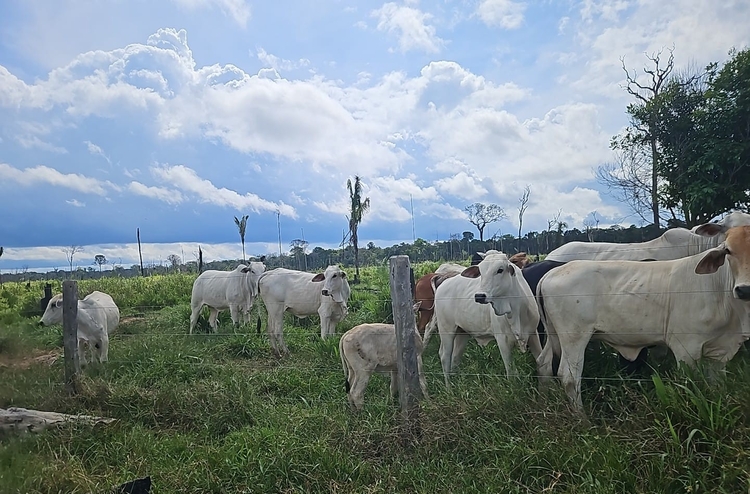 Foto: Divulgação/Ipaam