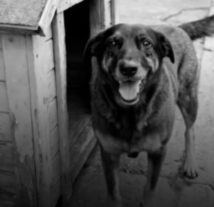 Orelha foi torturado - Foto: Divulgação 