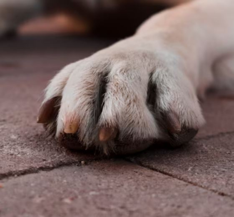 Foto: Freepik/Ilustrativa