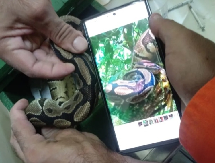 Veterinário comparou o padrão das manchas e confirmou tratar-se da mesma cobra - Foto: Corpo de Bombeiros