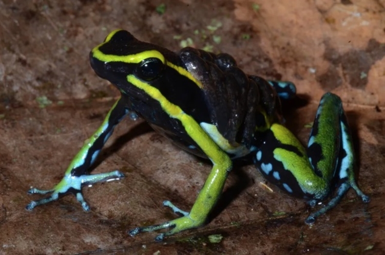 Foto:: Diego Santana/INaturalist