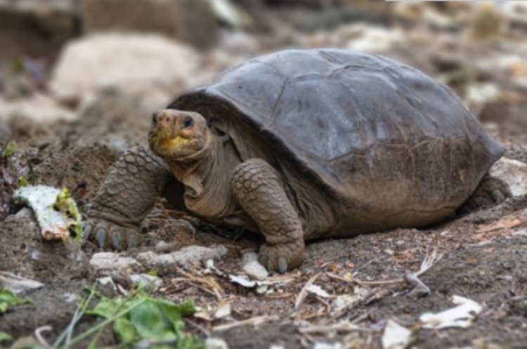 Foto: Reprodução Twitter