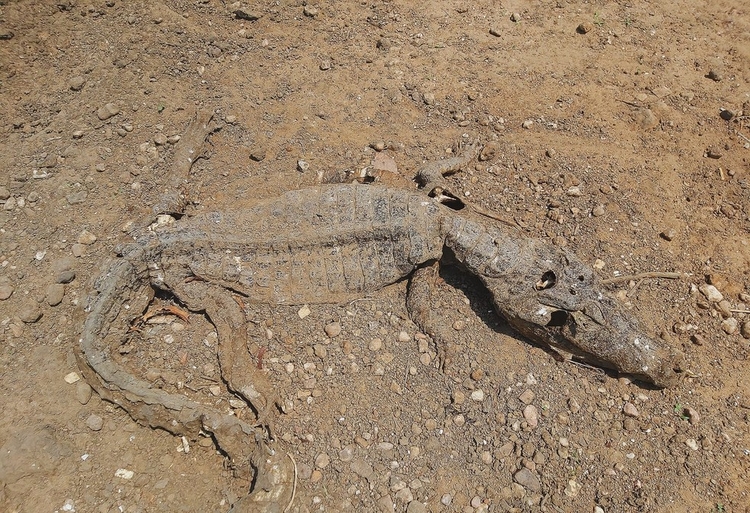 Foto: Divulgação/Ecotropica