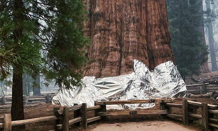 Foto: Divulgação / A maior árvore do mundo recebe proteção contra incêndio nos EUA