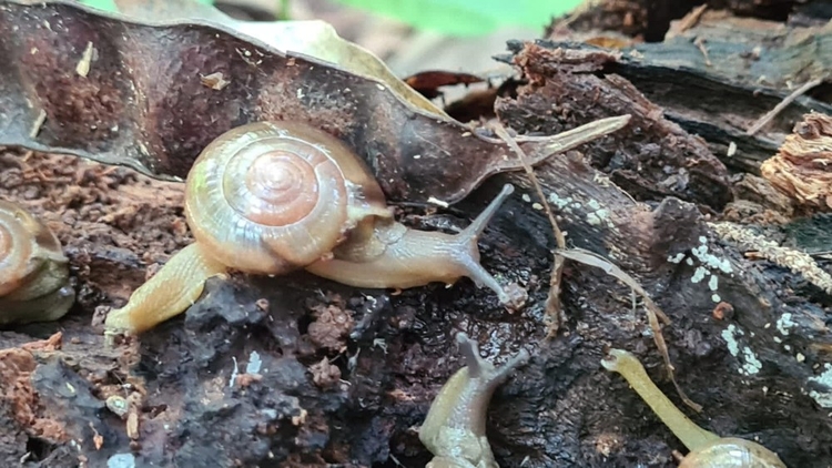 Caracol indiano foi registrado Amazonas /  Foto: Arquivo pessoal/ Marcos R. Bornschei