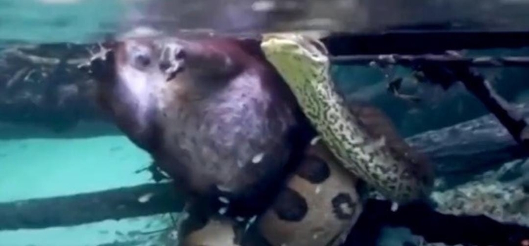 video da clara a capivara