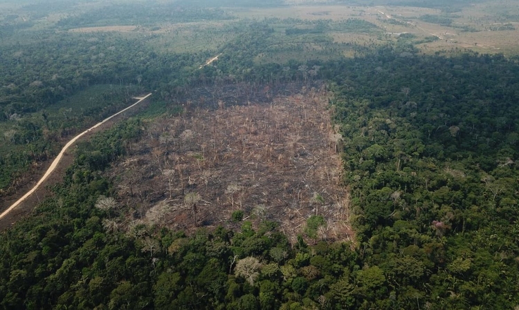 Desmatamento cresce na região amazônica em um ano - Foto: Agência Brasil