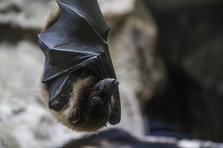  Morcego-hortelão-escuro macho. - Foto: Freepik