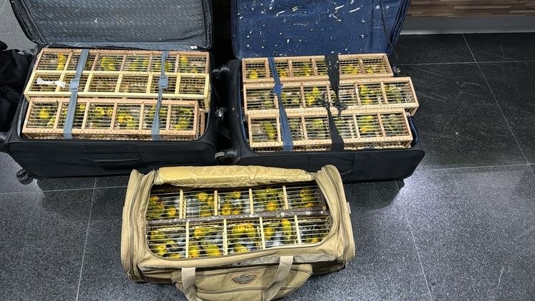 Aves estavam em condições de maus-tratos - Foto: Divulgação/PF