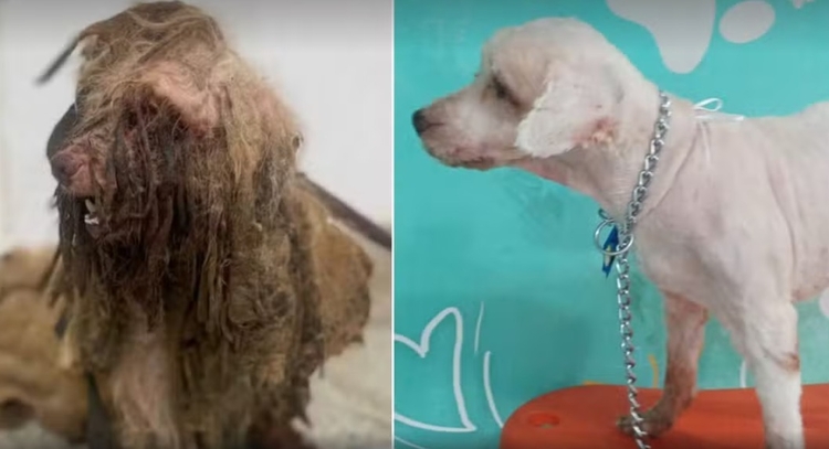 Antes e depois de Scooby - Foto: Reprodução/APA