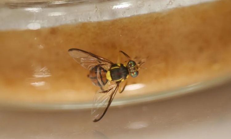 Foto: Foto: Adilson Lopes Lima/Embrapa