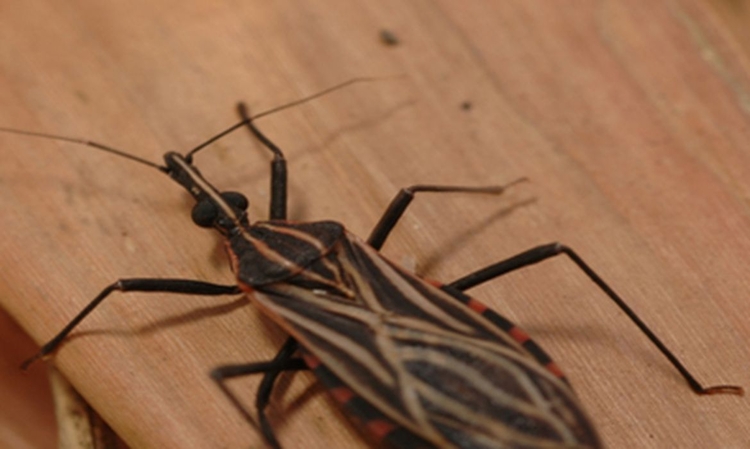 Hoje se celebra o Dia Mundial da Doença de Chagas - Foto: Fiocruz / Divulgação