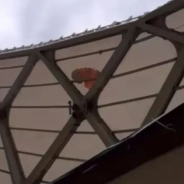 Torcida ainda achou que era parte do jogo - Foto: Arquivo pessoal