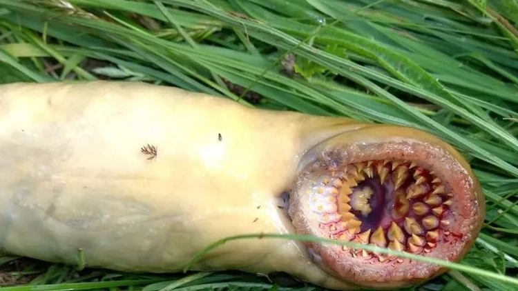 Foto: @coastal_foraging_with_craig/Instagram/Reprodução