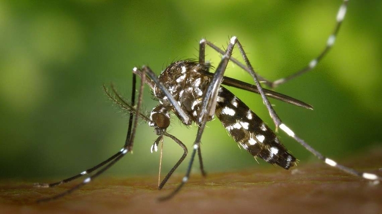 Mosquito da dengue - Foto: Reprodução / Pixabay