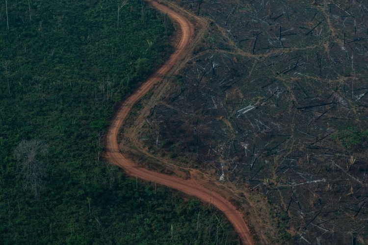 Índice de desmatamento cresce e diminui o do progresso social na Amazônia / Foto Divulgação