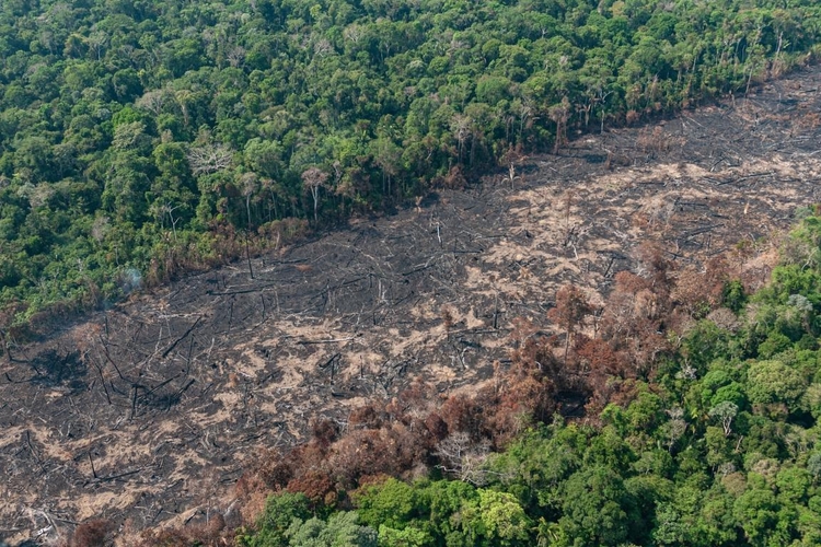 Amazônia sofre com queimadas e desmatamento / Foto: Imazon