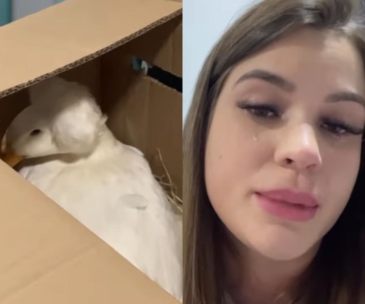 Julia e sua nova ave, igual ao Patolino, mas fêmea - Imagens: Reprodução/Instagram 