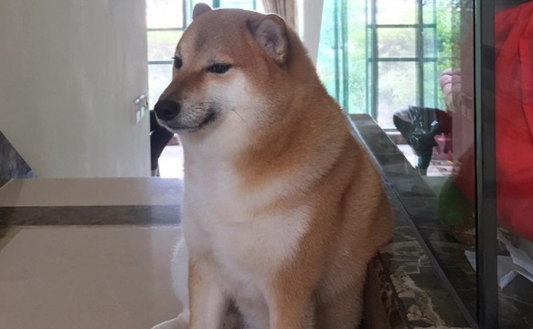 Balltze, famoso mundialmente por memes - Foto: Reprodução/Instagram