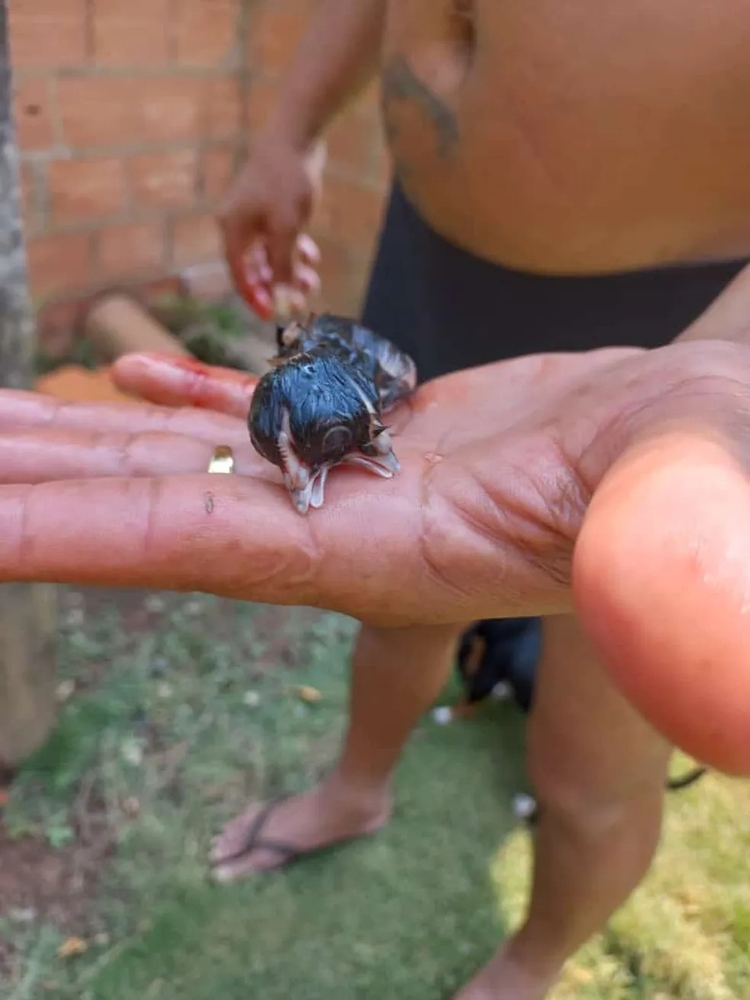 Pinto nasceu com duas cabeças em propriedade rural de Rondônia — Foto: Valdemiro de Oliveira/Arquivo Pessoal
