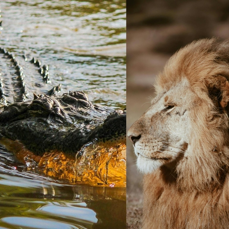 Foto: Reprodução Pexels - Imagem Ilustrativa