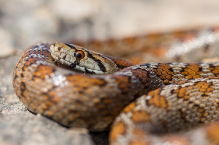 Imagem: Ilustrativa/Freepik