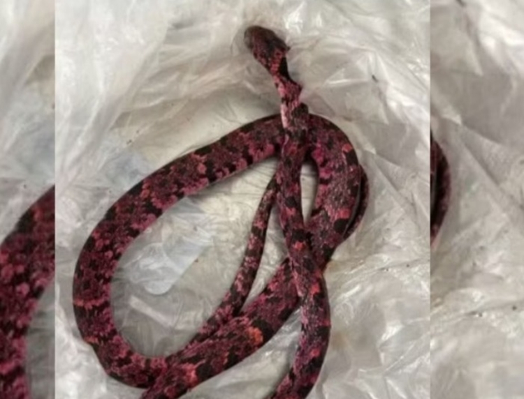 Imagem: Reprodução/TV Regional