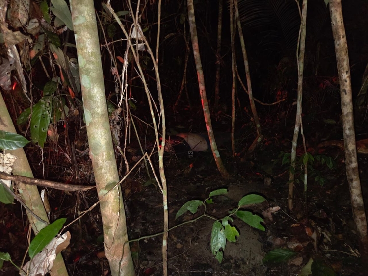 Corpo foi achado na mata - Foto: Divulgação 