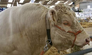 Touro gay pode ser sacrificado por só ter olhos para companheiros machos