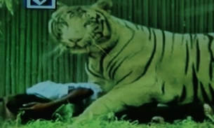 Homem devorado por tigre branco após cair em jaula